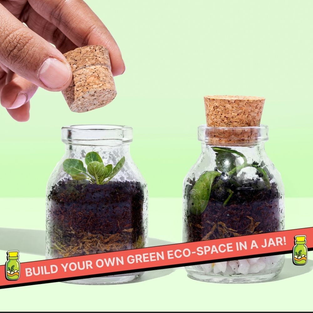 DIY Mini Terrarium Kit | Kitsters at Broadway