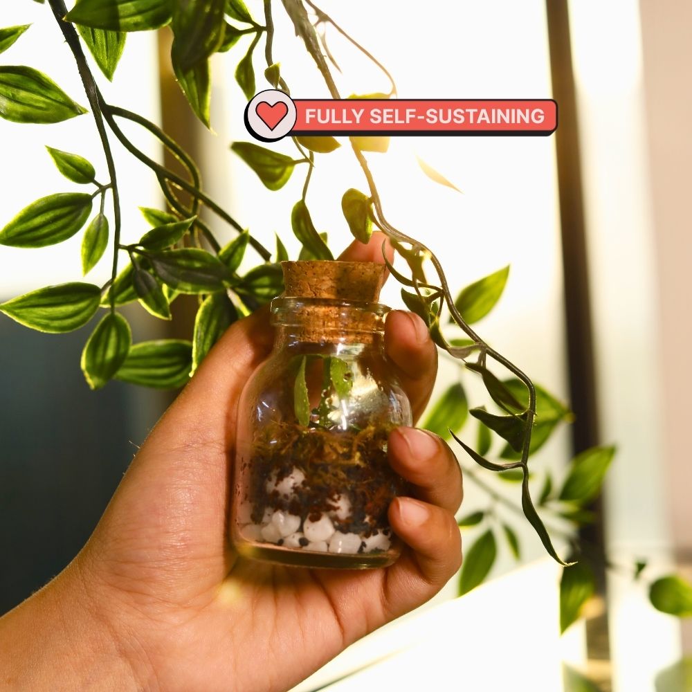 DIY Mini Terrarium Kit | Kitsters at Broadway