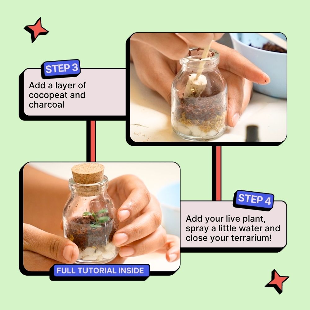 DIY Mini Terrarium Kit | Kitsters at Broadway
