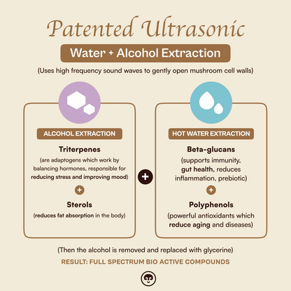 Focus Pocus - Lion's Mane Mushroom Liquid Dual Extract