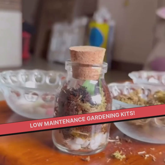 DIY Mini Terrarium Kit | Kitsters at Broadway