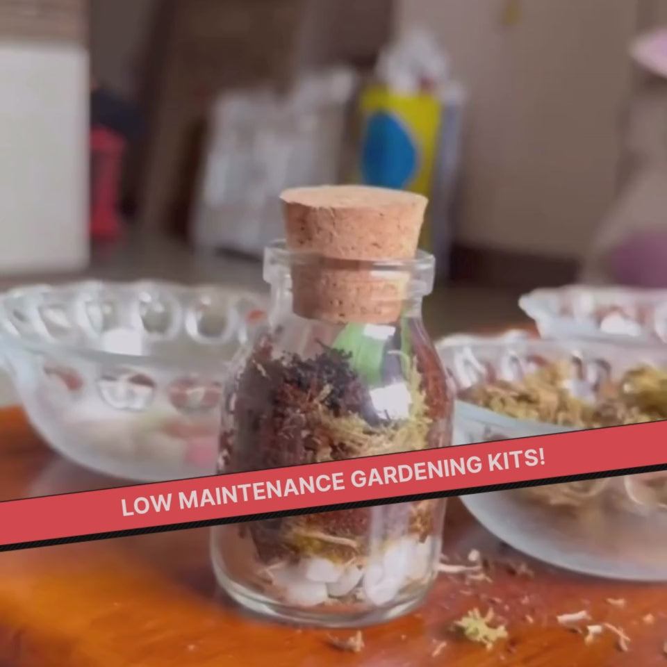DIY Mini Terrarium Kit | Kitsters at Broadway